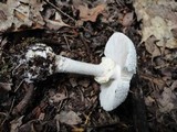 Amanita abrupta image