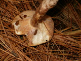 Hygrophorus pudorinus image