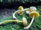 Callistosporium luteo-olivaceum image