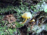 Callistosporium luteo-olivaceum image