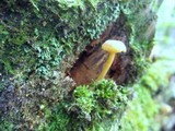 Callistosporium luteo-olivaceum image