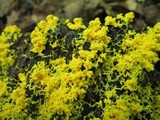 Fuligo septica image