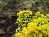 Fuligo septica image
