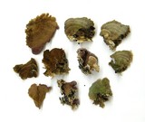 Trichaptum abietinum image