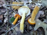 Lactarius volemus image