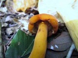Lactarius volemus image