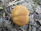 Boletus roxanae image