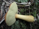 Boletus roxanae image