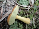 Boletus roxanae image