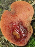 Fistulina hepatica image