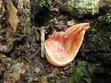 Fistulina hepatica image