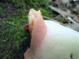 Fistulina hepatica image