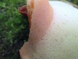 Fistulina hepatica image
