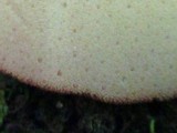Fistulina hepatica image