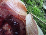 Fistulina hepatica image