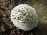Amanita onusta image