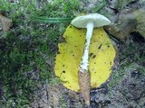 Amanita onusta image