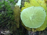 Amanita onusta image