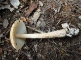 Amanita amerifulva image