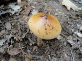 Amanita amerifulva image