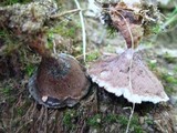Hydnellum concrescens image
