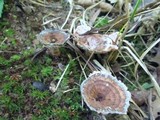 Hydnellum concrescens image