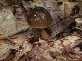 Gliophorus irrigatus image
