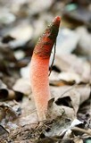 Mutinus elegans image