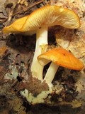 Marasmius strictipes image