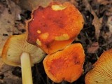 Marasmius strictipes image