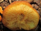 Marasmius strictipes image