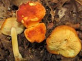 Marasmius strictipes image