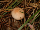 Hygrophorus pudorinus image