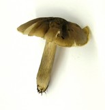 Tricholoma saponaceum image
