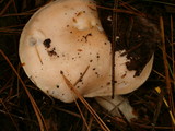 Hygrophorus pudorinus image