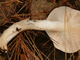 Hygrophorus pudorinus image