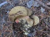 Boletus calopus image