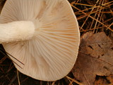Hygrophorus pudorinus image