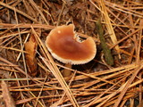 Rhodocollybia butyracea image