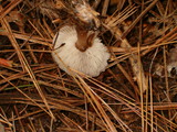 Rhodocollybia butyracea image