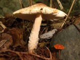 Lepiota cristata image