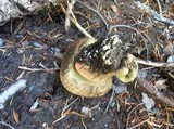 Boletus calopus image