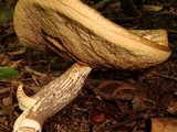 Leccinum albellum f. reticulatum image