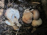 Jahnoporus hirtus image