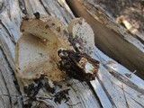 Jahnoporus hirtus image