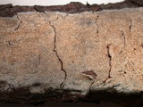 Schizopora paradoxa image