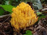 Ramaria formosa image