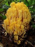 Ramaria formosa image