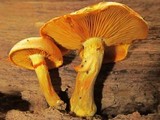 Gymnopilus luteus image