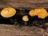 Gymnopilus luteus image